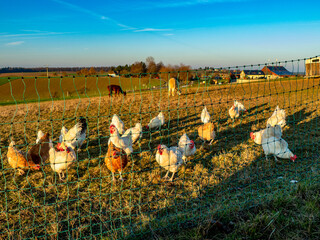 Freilaufende Hühner an einem  Hühnerwage © focus finder