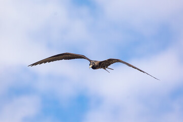 Adult male Magnificent Frigatebird soaring above the coast of Santiago Island in the Galapagos Island - Fregata magnificens © Scott Heaney