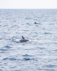 Dolphins porpoising while swimming next to a tour boat in the Galapagos Islands - Ecuador