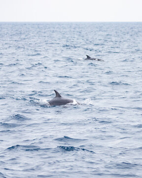 Dolphins porpoising while swimming next to a tour boat in the Galapagos Islands - Ecuador