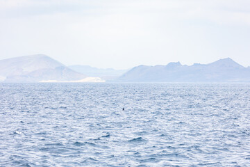 A dolphin fin in the water off the coast of Santa Cruz Island heading to Bartolome Island in the Galapagos archipelago 