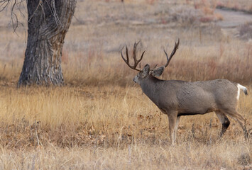 Buck Mule Deer During the Rut in Autumn in Colorado