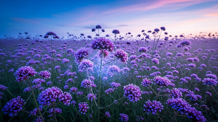 Fototapeta premium Vibrant purple flowers in a serene field at sunset with a clear blue sky and soft pink clouds in the background, natural landscape photography