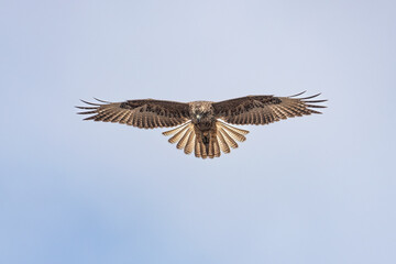 An endemic Galapagos hawk soaring above the summit of Bartolom&eacute; Island hunting for prey (Buteo galapagoensis)
