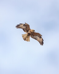 An endemic Galapagos hawk soaring above the summit of Bartolom&eacute; Island hunting for prey (Buteo galapagoensis)