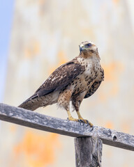 An endemic Galapagos hawk perched at the summit of Bartolom&eacute; Island in the Galapagos archipelago off the coast of Ecuador (Buteo galapagoensis)