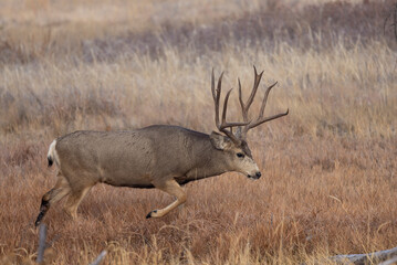 Buck Mule Deer During the Rut in Autumn in Colorado