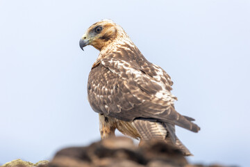 An endemic Galapagos hawk perched at the summit of Bartolom&eacute; Island in the Galapagos archipelago off the coast of Ecuador (Buteo galapagoensis)