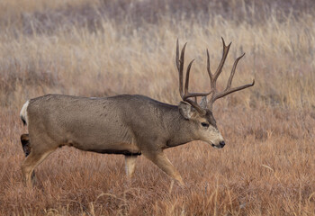 Buck Mule Deer During the Rut in Autumn in Colorado