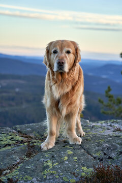  Majestic Golden Retriever Standing atop Kr&oslash;deren Mountain During Hike, Norway