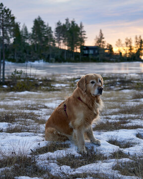  Majestic Golden Retriever Sitting by Frozen Lake at Sunset After Hiking Trip in Kr&oslash;deren, Norway