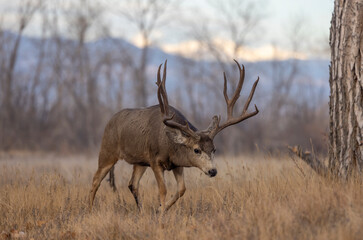 Buck Mule Deer During the Rut in Autumn in Colorado