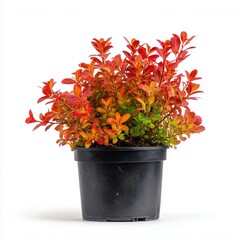 A crisp, high-resolution studio shot of a small, vibrant deciduous shrub, possibly a Barberry, planted in a simple black plastic pot.  