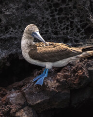 Close up of a blue footed boobie perched on volcanic rock along the shore of Bartolom&eacute; Island in the Galapagos 