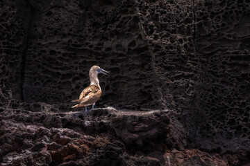 A blue footed boobie perched on volcanic rock along the shore of Bartolom&eacute; Island in the Galapagos 