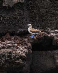 Close up of a blue footed boobie perched on volcanic rock along the shore of Bartolom&eacute; Island in the Galapagos 