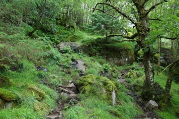 Fototapeta premium Green mossy forest in Norway. Hiking trail nature in Sokndal municipality in Rogaland, Norway.