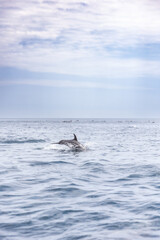 Dolphins porpoising while swimming next to a tour boat in the Galapagos Islands - Ecuador
