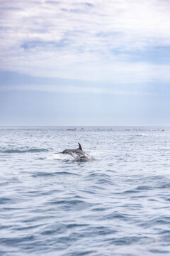 Dolphins porpoising while swimming next to a tour boat in the Galapagos Islands - Ecuador