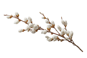 Branch with white flower buds on a simple white background surrounded by space