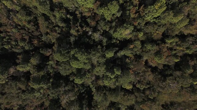 Aerial Overhead View Flying Over Forest Tree Tops