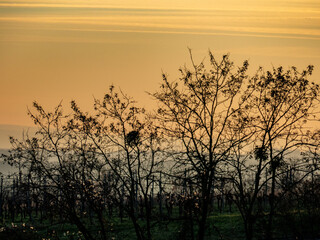 Fototapeta premium Misteln auf einem kahlen Baum bei Sonnenuntergang im Winter