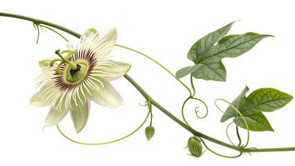 Creeping flower dutchman pipe on transparent background