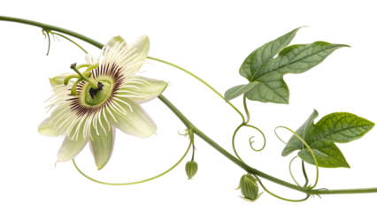 Creeping flower dutchman pipe on transparent background