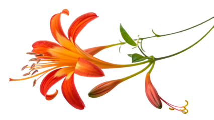 Creeping flower flame vine isolated on transparent background