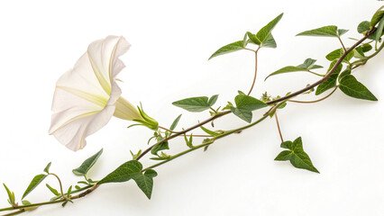 Creeping flower moonflower on white background