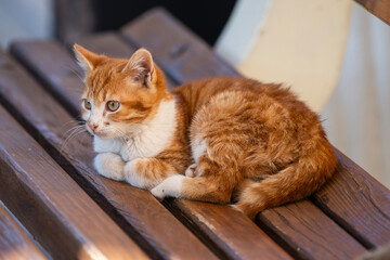 a small orange and white tabby kitten resting on a wooden slat bench, looking alertly to the left with its paws tucked. © Andrey