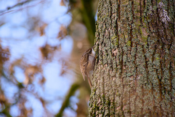 Eurasian treecreeper clinging to tree trunk while foraging