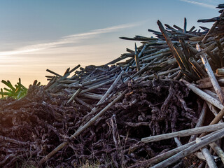 Ausgegrabene Weinbergspfähle auf einem Haufen am Abend