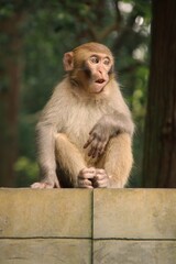 Fototapeta premium Wild Rhesus Macaque Monkey Sitting in Zhangjiajie National Forest Park China