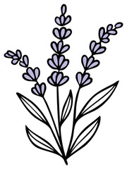 Stylized illustration of lavender sprigs, botanical design for various uses.