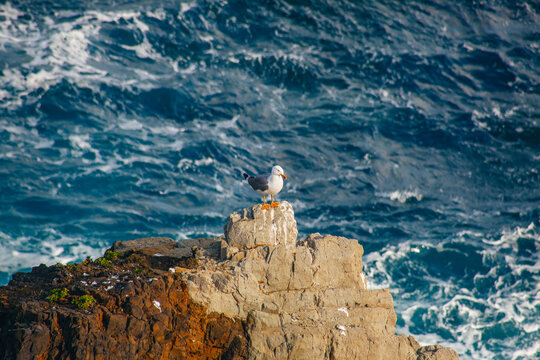 Seagullstands on a black lava rock and looks ahead. Behind it is the restless atlantic ocean. Great black-backed gull, Larus marinus in natural habitat at Tenerife island