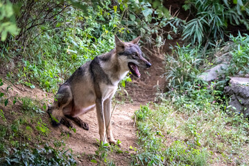 Obraz premium タイリクオオカミ(ハイイロオオカミ)