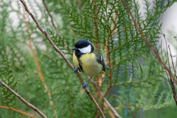 Fototapeta premium a Great Tit bird perched on a thin branch, showcasing its vibrant yellow breast and black head against a backdrop of green conifer needles.