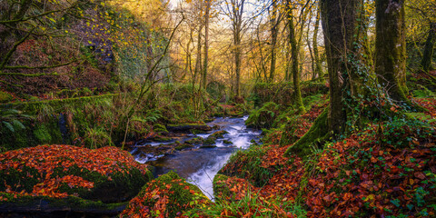 Kennel vale woodland and river cornwall uk autumn 