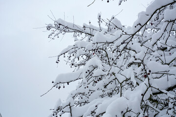 Fototapeta premium A beautiful transition between seasons, featuring heavy white snow blanketing tree branches.