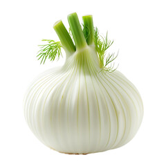 Fresh Fennel Bulb Small Isolated On Transparent Background
