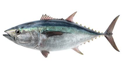 Catch of the day featuring a large tuna swimming in clear water during a sunny afternoon in the ocean