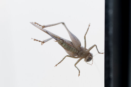 Saltamontes hembra aislado sobre fondo blanco