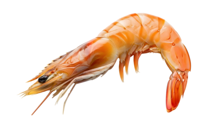 Shrimp: A captivating image of a perfectly cooked, succulent shrimp, showcasing its vibrant color and intricate details.