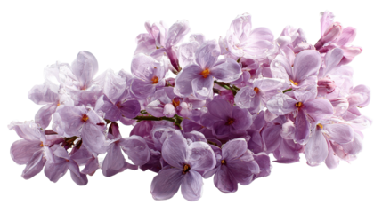 Lilac flowers with water droplets on petals showcasing natural beauty during spring in a garden setting