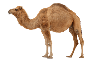 Camel standing on a plain with a light brown coat and a curious expression while a soft light illuminates its features