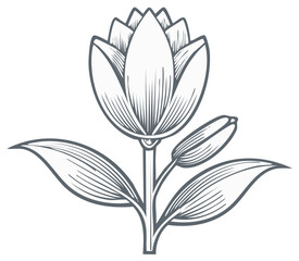 Elegant floral illustration of a tulip, botanical art
