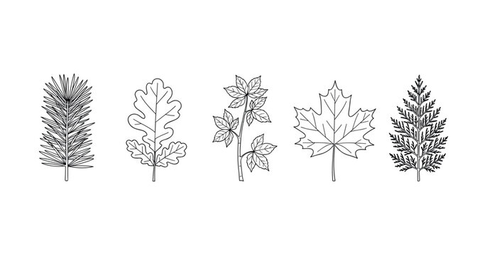 Illustrated botanical guide: five distinct leaf outlines of trees