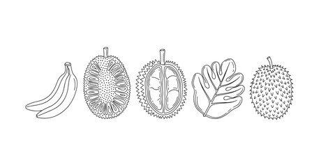 Obraz premium Line art of exotic fruits: banana, jackfruit, durian, monstera leaf, spiky fruit