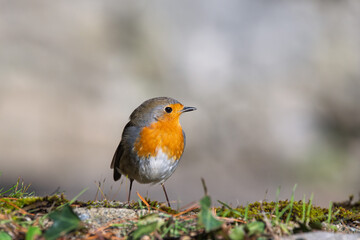 Closeup of european robin standing on the ground with blur background
